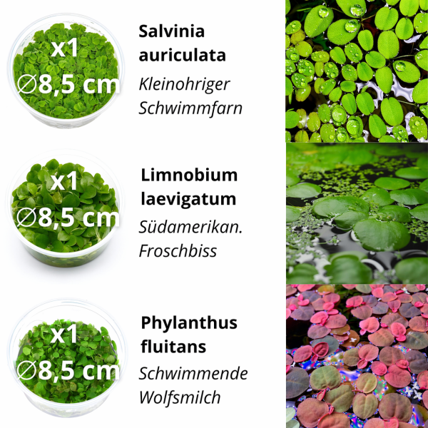 Teich- & Schwimmpflanzen Set | Schnelle Hilfe gegen Algen im Teich & Aquarium