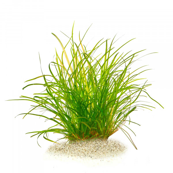 helanthium tenellum red pflanze für diskus