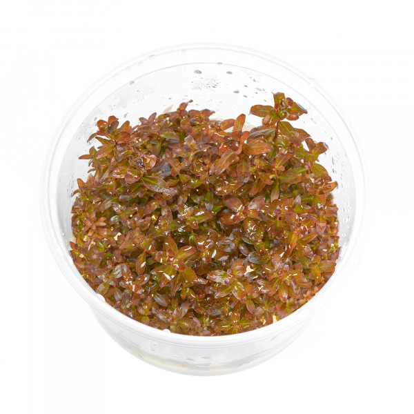 Ludwigia senegalensis "Guinea" | Senegal-Ludwigie - in vitro