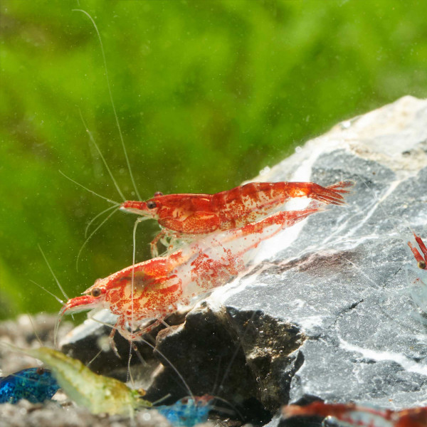 Garnelen Mixer - Neocaridina Mischer - Wildform