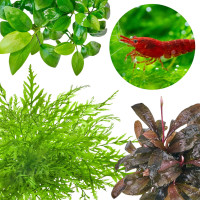 Garnelen Pflanzen ohne CO2 | Aufsitzer für Garnelenbecken und Zuchtbecken - In Vitro Set Garnelen Pflanzen ohne CO2 | Aufsitzer für Garnelenbecken und Zuchtbecken - In Vitro Set