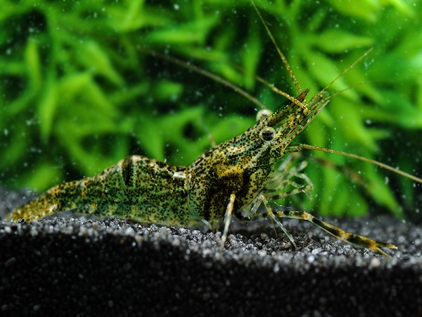 Ringelhandgarnele | Macrobrachium assamense - DNZ