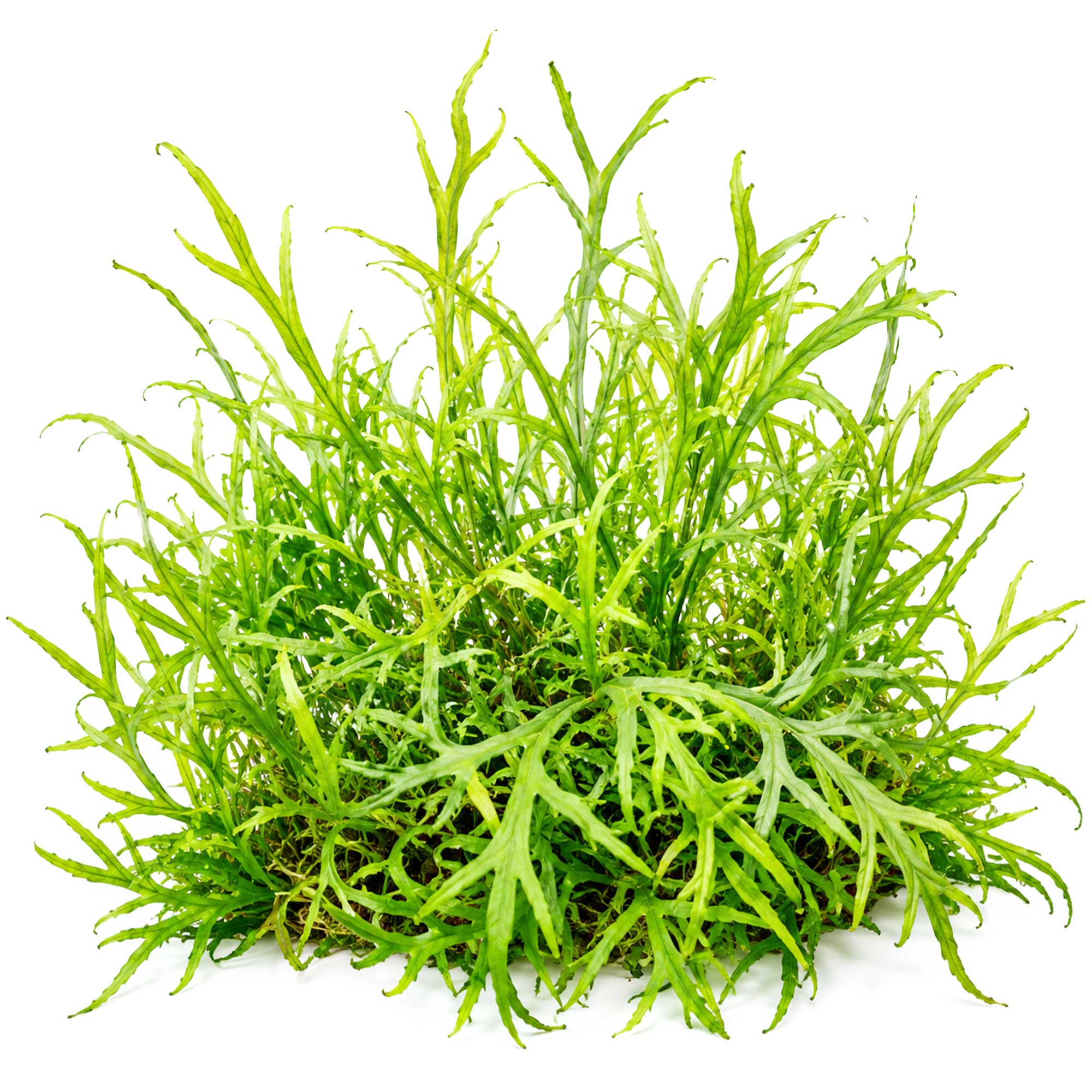 Gewachsener Microsorum pteropus Trident Javafarn