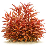 Alternanthera reineckii Mini in vitro Alternanthera reineckii Mini in vitro