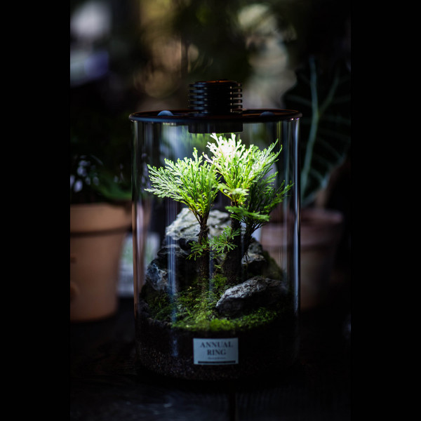 Bioloark Bio Bottle ZD 200 Mini Terrarium für Wabi-Kusa günstig online kaufen