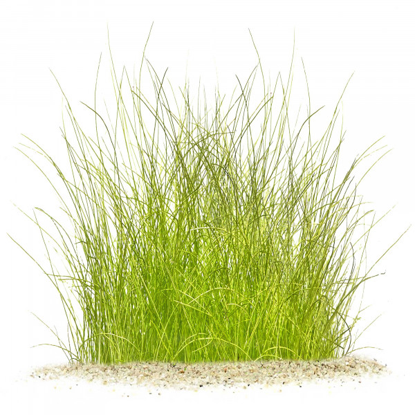 Eleocharis Montevidensis in vitro