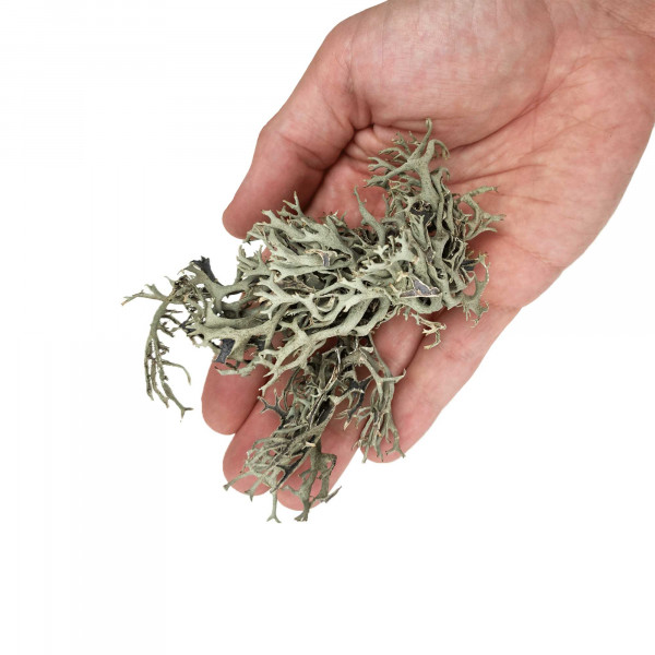 WIOdecor-Linchen | LICHEN Baummoos BITES - 100g - 1-10cm | Flechten