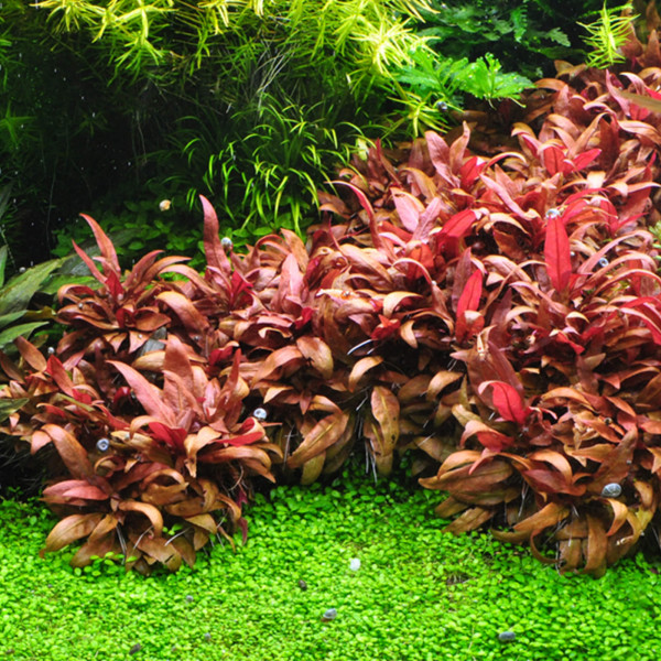 Rote Aquariumpflanzen Set Red Aquascaping Set In Vitro XL Mittelgrundpflanzen Pflanzen