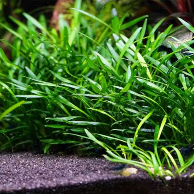 Diese Aquariumpflanzen brauchen KEIN CO2  Einfache Aquarienpflanzen