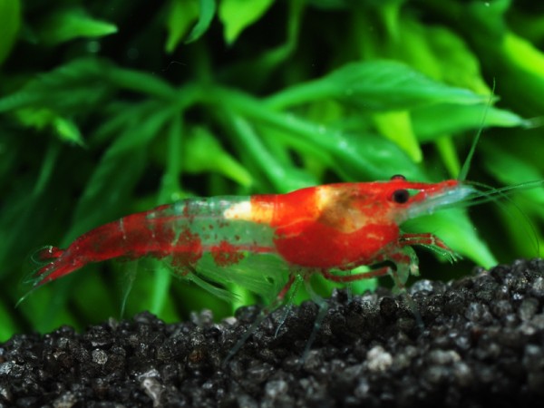 Red Rili Garnele