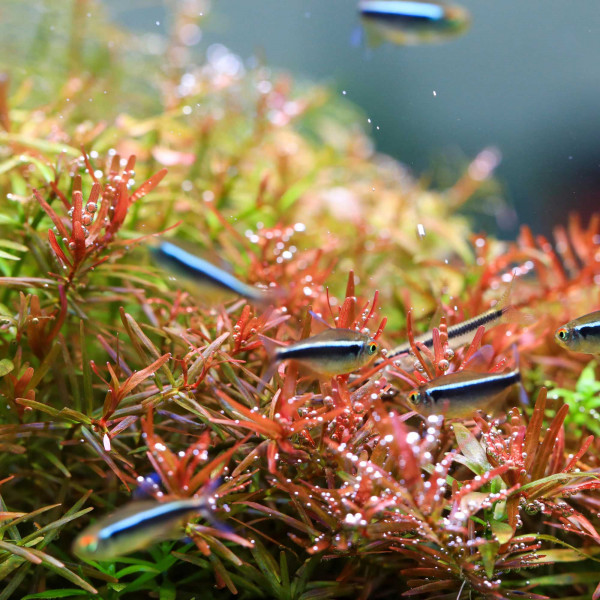 TWINSTAR LIGHT B-Serie II Pflanzen Color