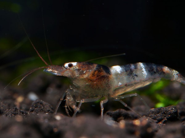 Princess Bee-Garnele