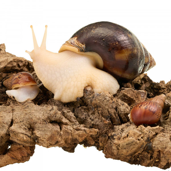 Achatnia Reticulata "White Jade " | Weiße Achatschnecke - DNZ