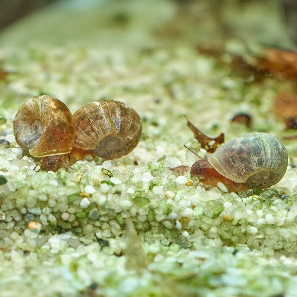 Posthornschnecken Naturform Mix | Planorbella duryi