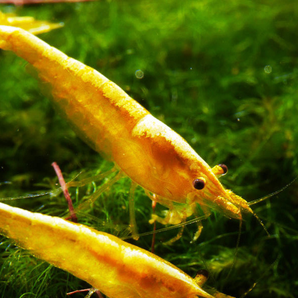 Neocaridina Premium Paket | 24 farbenfrohe Garnelen