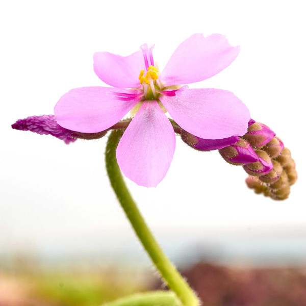 Fleischfressende Pflanzen Terrarium Set | 3 x Karnivoren - in vitro