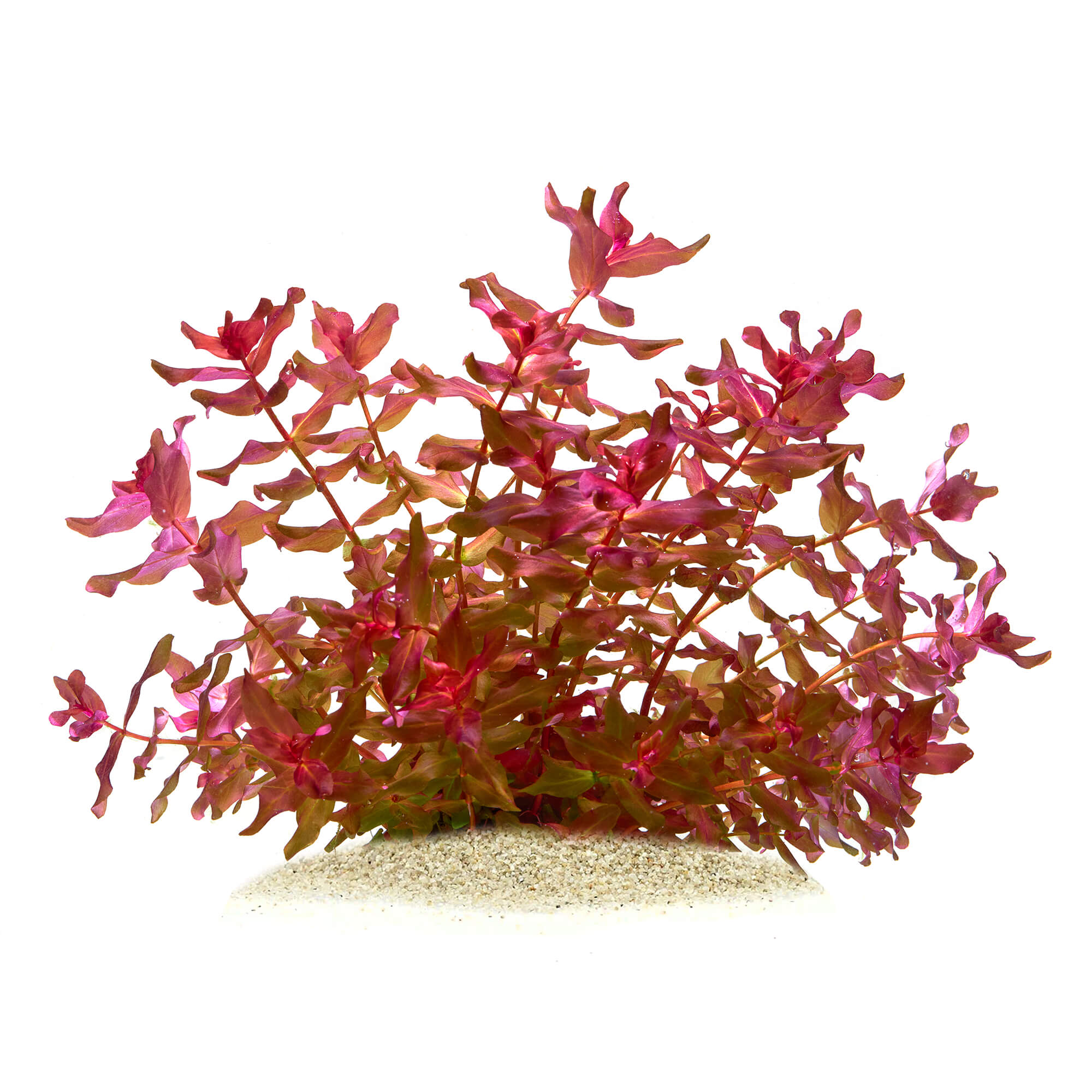 Rotala macrandra ausgewachsen