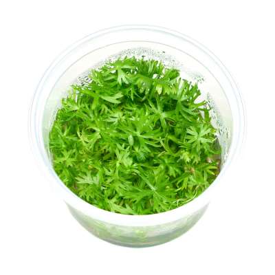 Proserpinaca palustris Meerjungfrauenpflanze in vitro ...