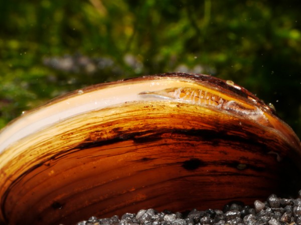 Körbchenmuschel bicolor, Corbicula sp.