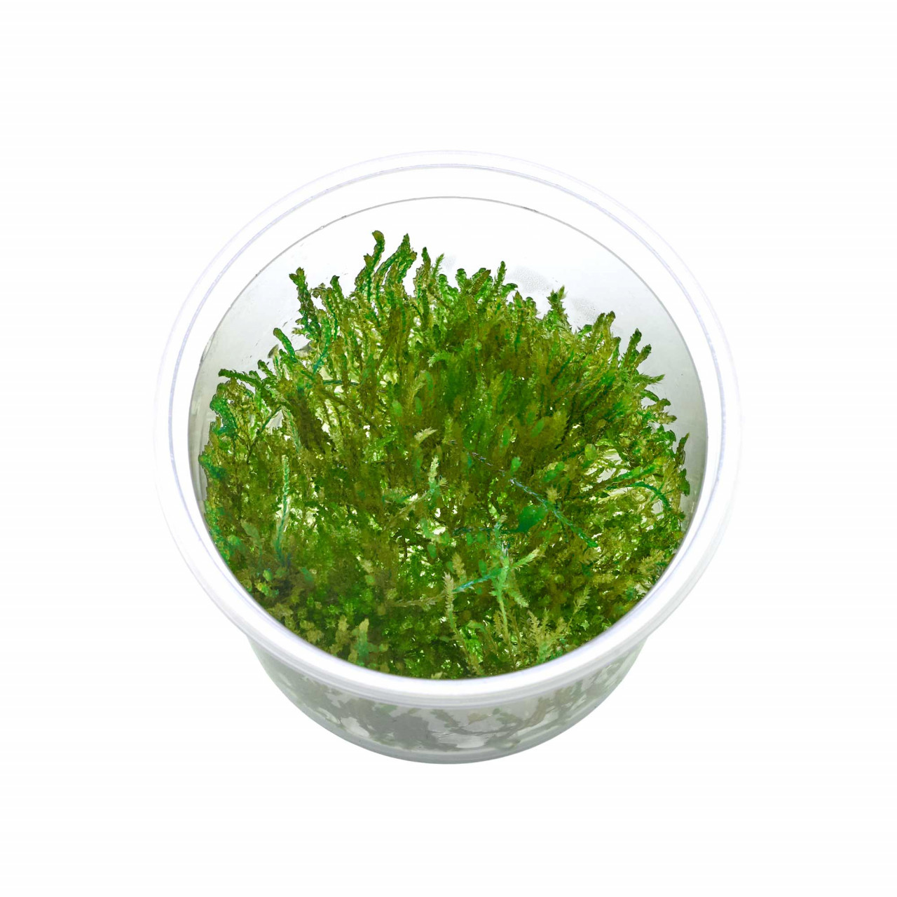 Weeping Moos im 5,5-cm-In-vitro-Becher