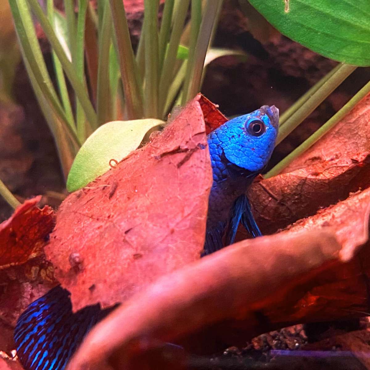 Grünes Betta Fischblatt Pad – Künstliche Hängematte Mit Saugnapf Für Aquarium, Natürlicher Lebensraum Für Laichplätze