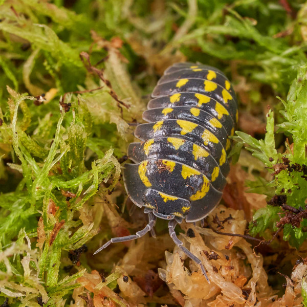 Armadillidium gestroi Assel | DNZ