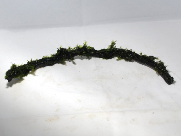 Moorkienast mit Phönixmoos 20cm
