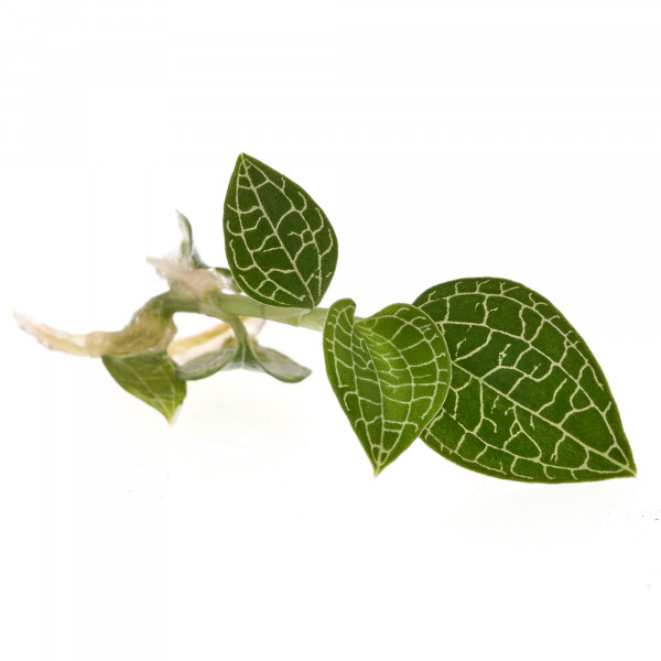 Macodes Anoectochilus roxburghii Silver Mine