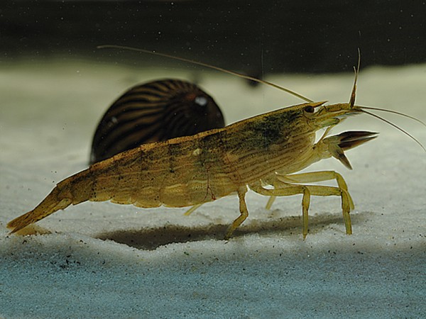 Fächergarnele, Molukkenfächergarnele, Atyopsis moluccensis