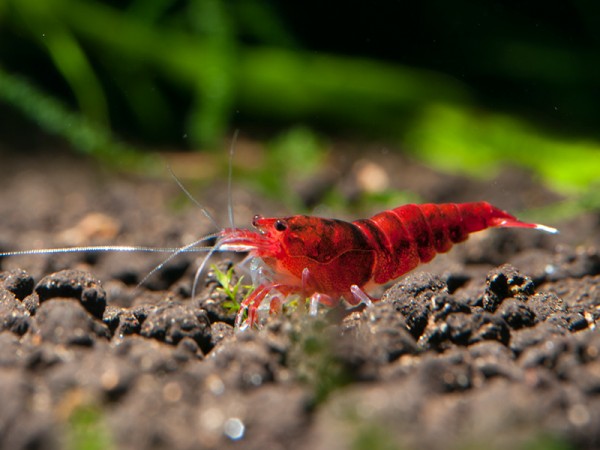 Red Diamond | Extreme Ruby - Taiwan Bee