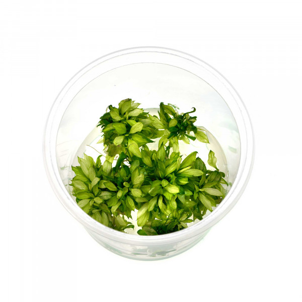 Anubias Set Verschiedene Anubias Aufsitzerpflanzen GarnelenGuemmer