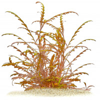 Hygrophila pinnatifida | Fiederspaltiger Wasserfreund - in vitro Hygrophila pinnatifida | Fiederspaltiger Wasserfreund - in vitro