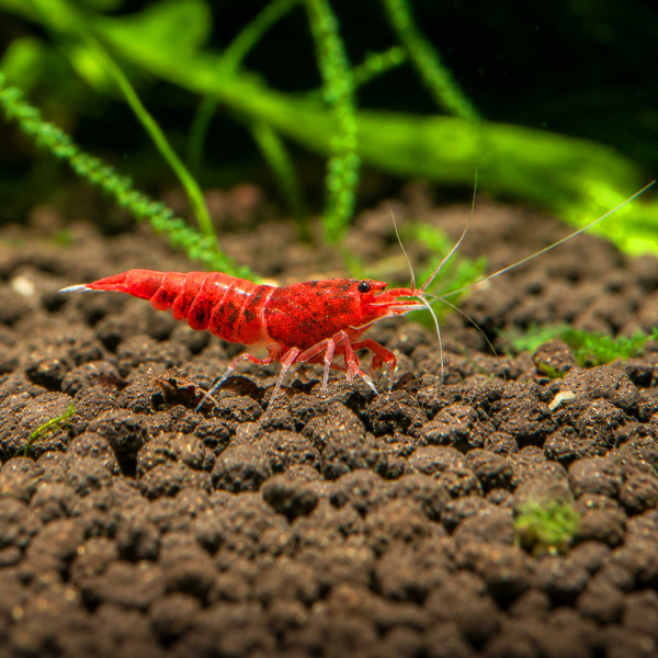 Red Diamond | Extreme Ruby - Taiwan Bee