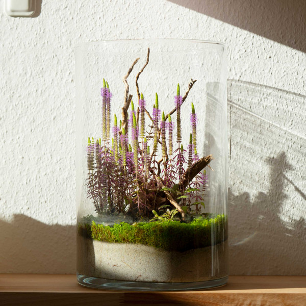 Greenscaping Wabi-Kusa / Terrarium Pflegeset | 3er Set