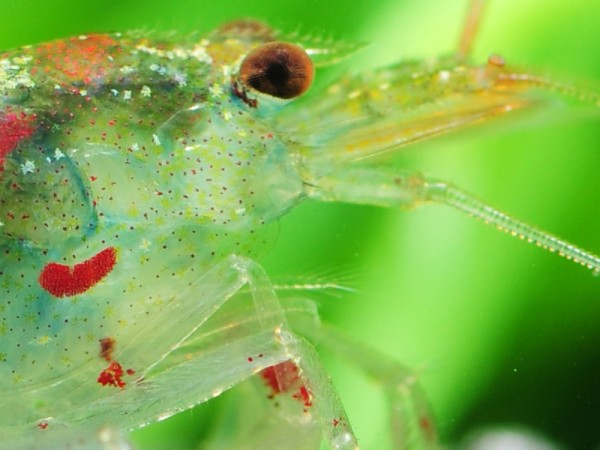 Rote Tigergarnele | Red Tiger - Tigergarnele