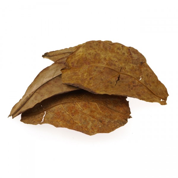 Seemandelbaumblätter