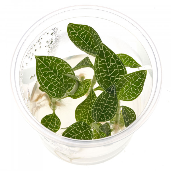 Macodes Anoectochilus roxburghii Silver Mine in vitro 5,5cm