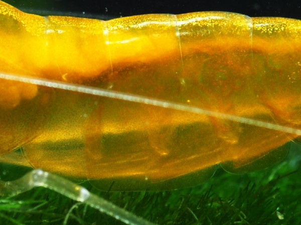 Gelbe Taiwan Garnele - Neocaridina