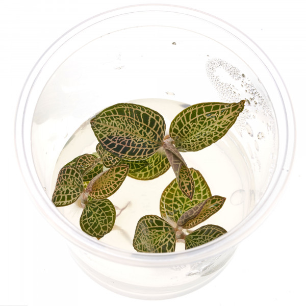 Juwelorchideen Set: 3-4 verschiedene Juwelorchideen (Macodes) | Terrarium - WabiKusa Set