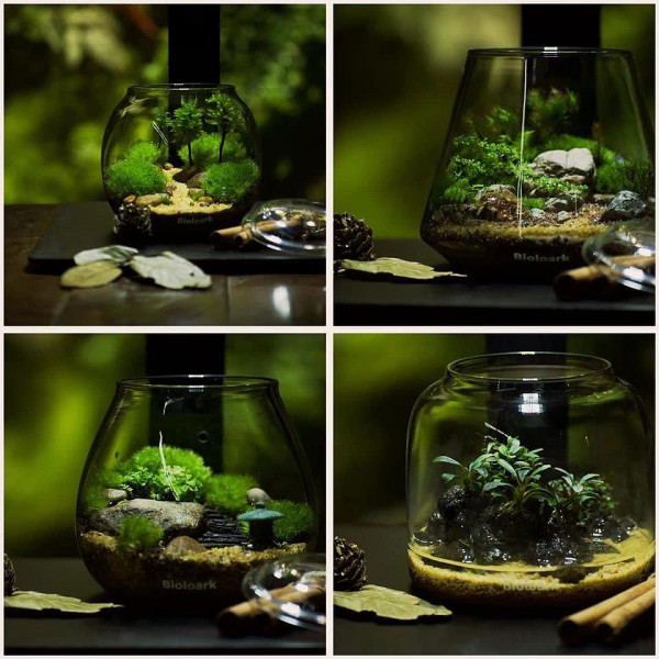 bioloark bubble cups eingerichtet mit terrariumpflanzen