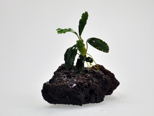 Bucephalandra motleyana sp. Godzilla