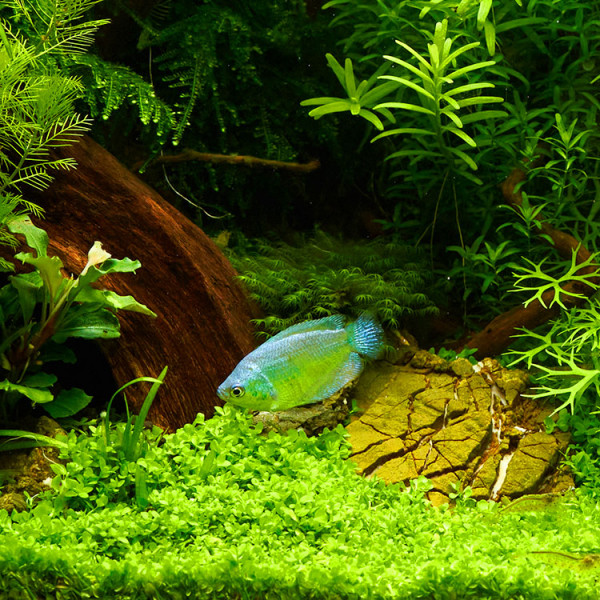 fissidens-fontanus-phoenixmoos-im-aquascapekGO5eCsefDenv