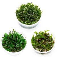 Aufsitzerpflanzen ohne CO2 im Set | Anspruchslose Aufsitzer - In Vitro Set