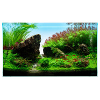 Aquarium Pflanzen Set ☘ Aquarienpflanzen günstig im Set kaufen