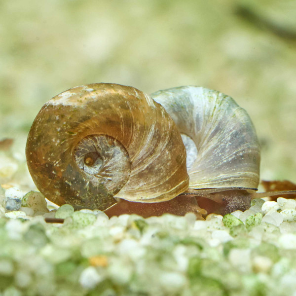 Posthornschnecken Naturform Mix | Planorbella duryi