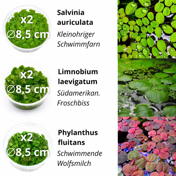 Teich- & Schwimmpflanzen Set | Schnelle Hilfe gegen Algen im Teich & Aquarium