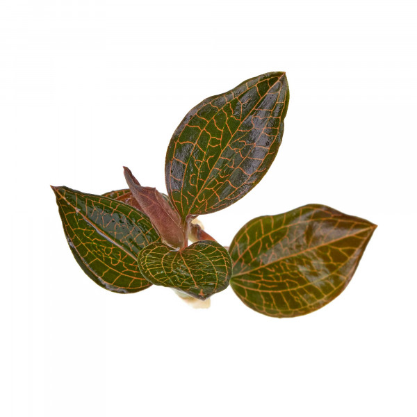 Macodes Anoectochilus roxburghii "Firebird"