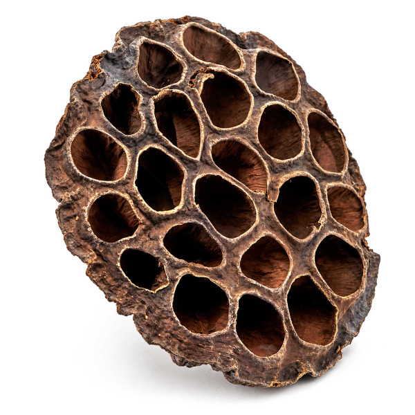 Lotusblüte natürliches Versteck