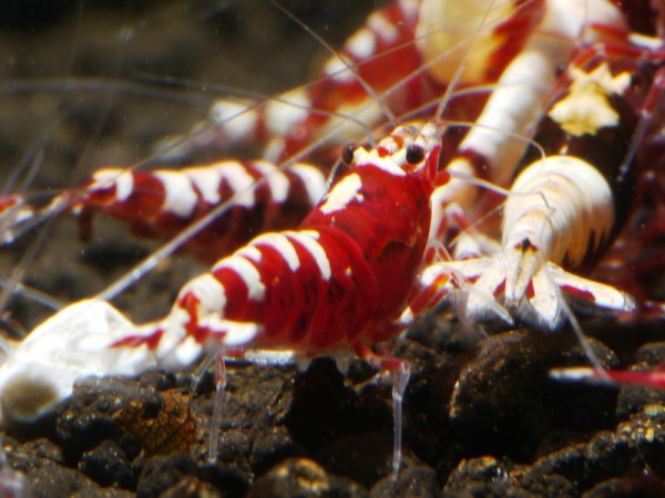 Galaxy Fishbone Backline Hybriden rot Klasse 1