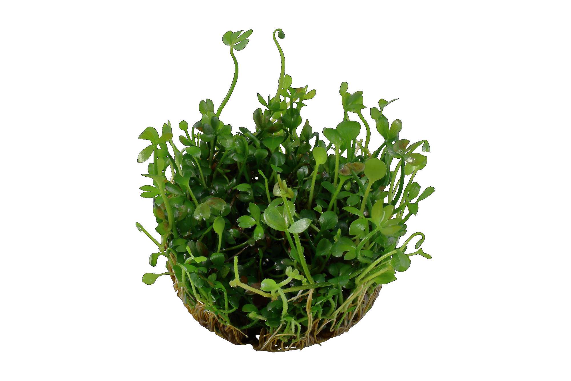 in vitro Marsilea hirsuta Australischer Kleefarn GarnelenGuemmer